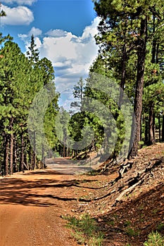 Apache Sitgreaves National Forest 2002 Rodeo-Chediski Fire Regrowth as of 2018, Arizona, United States