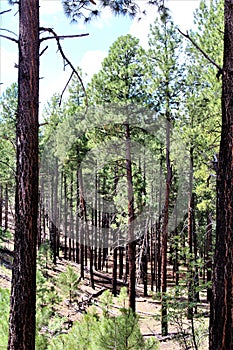 Apache Sitgreaves National Forest 2002 Rodeo-Chediski Fire Regrowth as of 2018, Arizona, United States