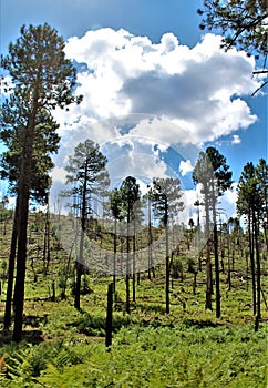 Apache Sitgreaves National Forest 2002 Rodeo-Chediski Fire Regrowth as of 2018, Arizona, United States