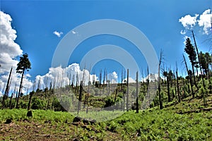 Apache Sitgreaves National Forest 2002 Rodeo-Chediski Fire Regrowth as of 2018, Arizona, United States