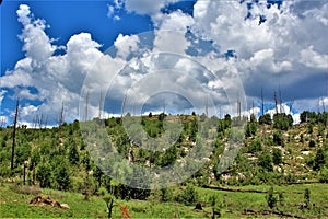 Apache Sitgreaves National Forest 2002 Rodeo-Chediski Fire Regrowth as of 2018, Arizona, United States