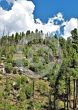 Apache Sitgreaves National Forest 2002 Rodeo-Chediski Fire Regrowth as of 2018, Arizona, United States