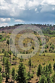 Apache Sitgreaves National Forest 2002 Rodeo-Chediski Fire Regrowth as of 2018, Arizona, United States