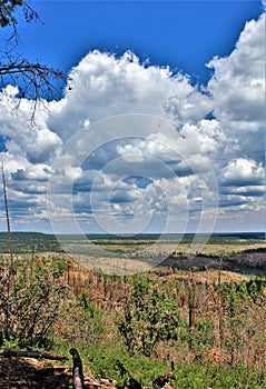 Apache Sitgreaves National Forest 2002 Rodeo-Chediski Fire Regrowth as of 2018, Arizona, United States