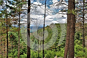 Apache-Sitgreaves National Forest, Arizona, United States