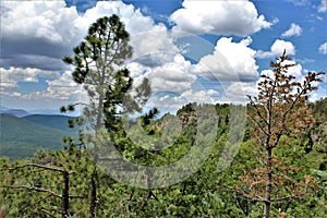 Apache-Sitgreaves National Forest, Arizona, United States