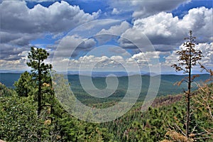 Apache-Sitgreaves National Forest, Arizona, United States