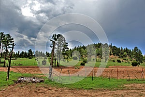 Apache-Sitgreaves National Forest, Arizona, United States