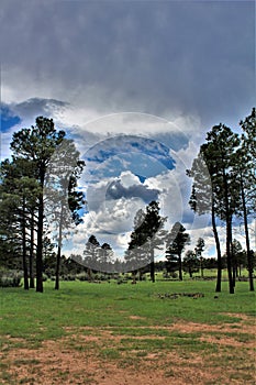 Apache-Sitgreaves National Forest, Arizona, United States