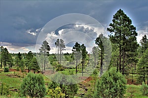 Apache-Sitgreaves National Forest, Arizona, United States