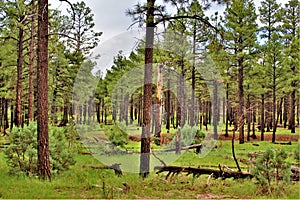 Apache-Sitgreaves National Forest, Arizona, United States