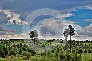 Apache-Sitgreaves National Forest, Arizona, United States