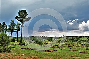 Apache-Sitgreaves National Forest, Arizona, United States