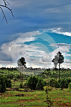 Apache-Sitgreaves National Forest, Arizona, United States