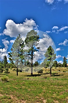 Apache-Sitgreaves National Forest, Arizona, United States