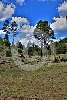 Apache-Sitgreaves National Forest, Arizona, United States