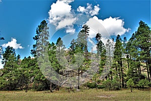 Apache-Sitgreaves National Forest, Arizona, United States