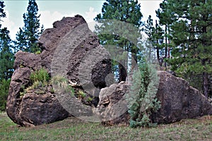 Apache-Sitgreaves National Forest, Arizona, United States