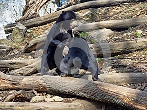 Apair of Malayan sun bears, Helarctos malayanus, playing