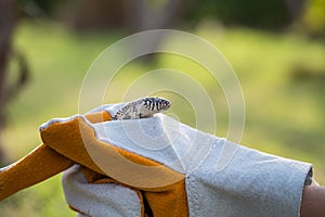 Apalachicola Kingsnake