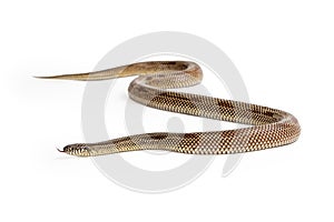 Apalachicola Kingsnake Isolated on White