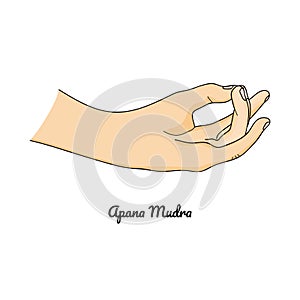 Apana Mudra / Gesture of Life Force. Vector photo