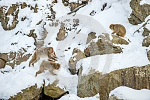 Japanese macaques. The Japanese macaque, Scientific name: Macaca fuscata, also known as the snow monkey. Natural habitat, winter