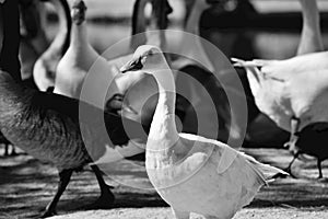 Standing apart from the crowd