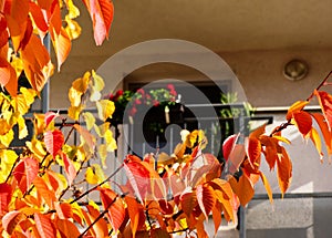 Apartment access corridor of residential bulding with red and orange color fall leaves in the foreground