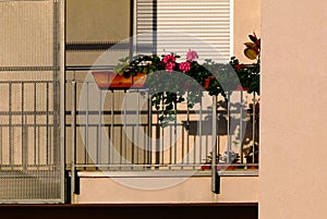 apartment corridor with potted geranium flowers. white window blind.