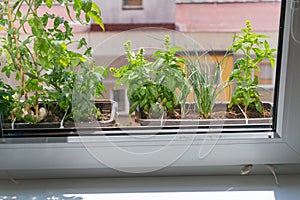 Apartment flat window sill planting flower pots gardening herbs tomatoes