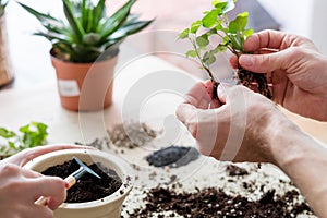 Apartment gardening houseplant potting soil tools