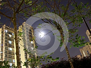 Apartment and trees with moonlight background