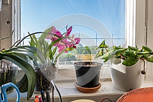 apartment windows against blye sky and dirty glass