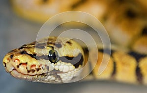 Apastel coloured Royal Python Snake