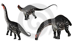 Apatosaurus