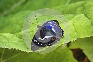 Apatura iris, the purple emperor, is a Palearctic butterfly of the family Nymphalidae