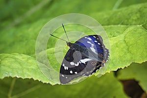 Apatura iris, the purple emperor, is a Palearctic butterfly of the family Nymphalidae