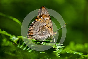 Apatura metis on the plants photo