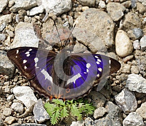 Apature iris/purple emperor photo