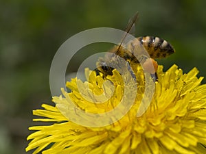 Ape al lavoro su fiore di tarassaco photo