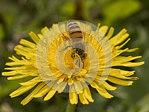 Ape al lavoro su fiore di tarassaco durante la raccolta del polline