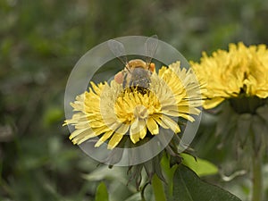 Ape al lavoro su fiore di tarassaco durante la raccolta del polline