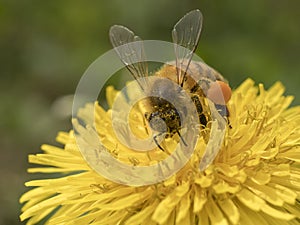 Ape al lavoro su fiore di tarassaco fotografata durante la raccolta del polline photo