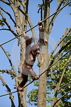 Ape balancing on ropes