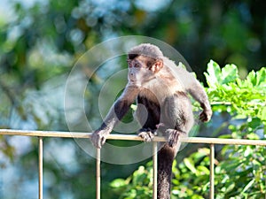 Ape brazil sits on Perillo