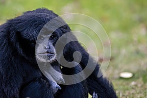 Ape called Siamang  an arboreal black furred  native to the forests in Indonesia