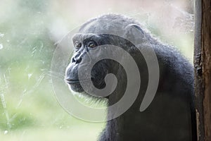 Ape chimpanzee monkey after a glass