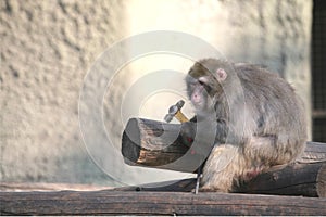 Ape on Construction, Monkey