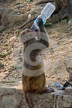 Ape drinking water from the plastic bottle